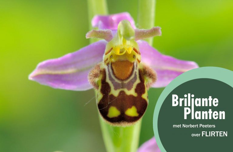 #27 briljante planten: flirten