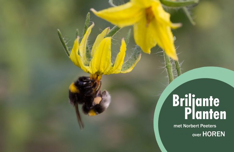 #26 briljante planten: horen